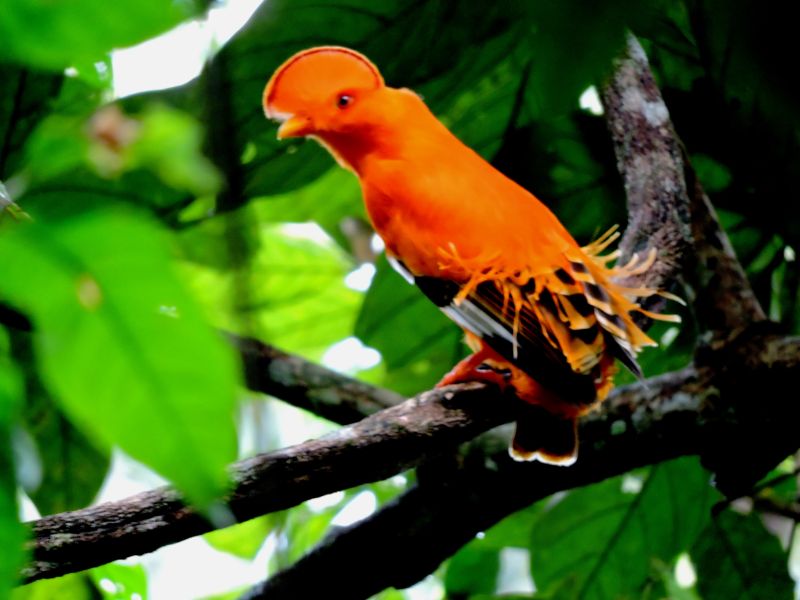 Guian Cock of the Rock